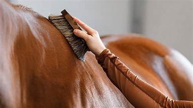 Horse Care