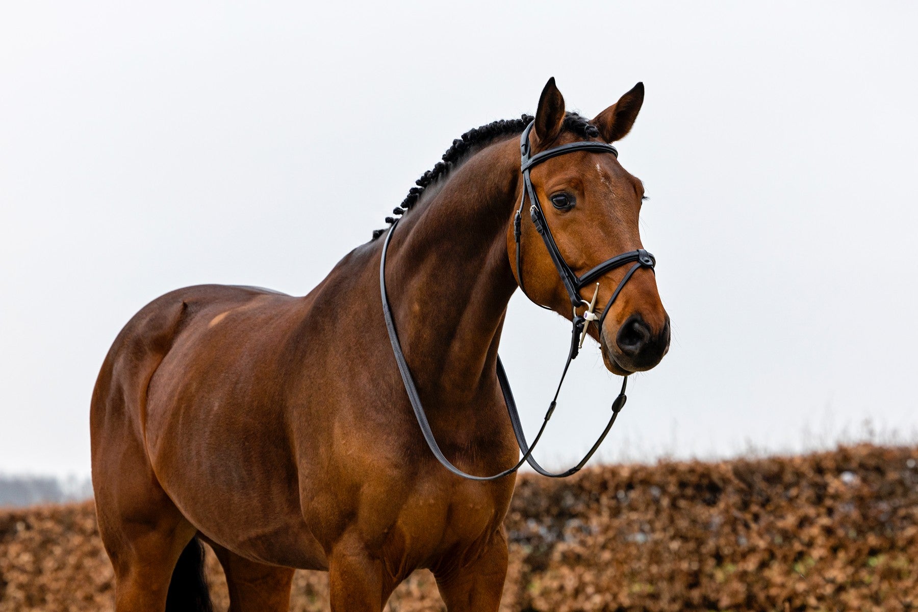 TRUST Geneva Anatomical Bridle