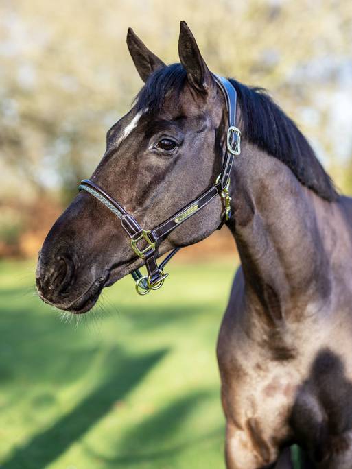 LeMieux Rope Control Halter